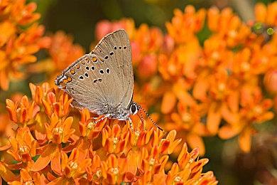 《猎杀：对决 1896》首个IP联动《惊声尖叫》震撼上线，新猎人与限时模式登场