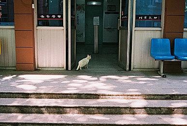 世嘉公布索尼克类糖豆人新作《索尼克大乱斗》 支持32人对战